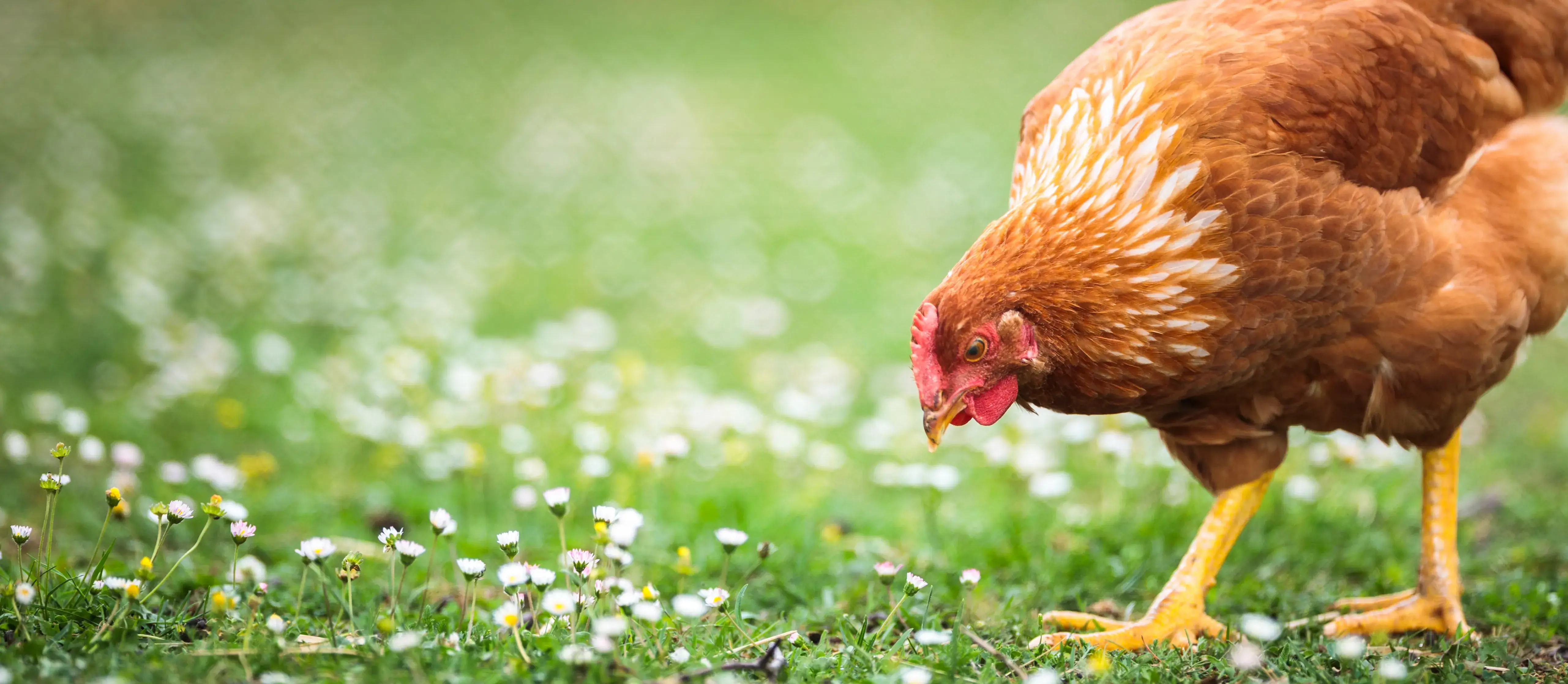 Chicken pecking outdoors on grass and daisies used in FAI Academy online training on animal welfare for poultry, cattle, sheep, and pigs, supporting veterinarians, farmers, feed producers, distributors, managers, investors, auditors, and inspectors.