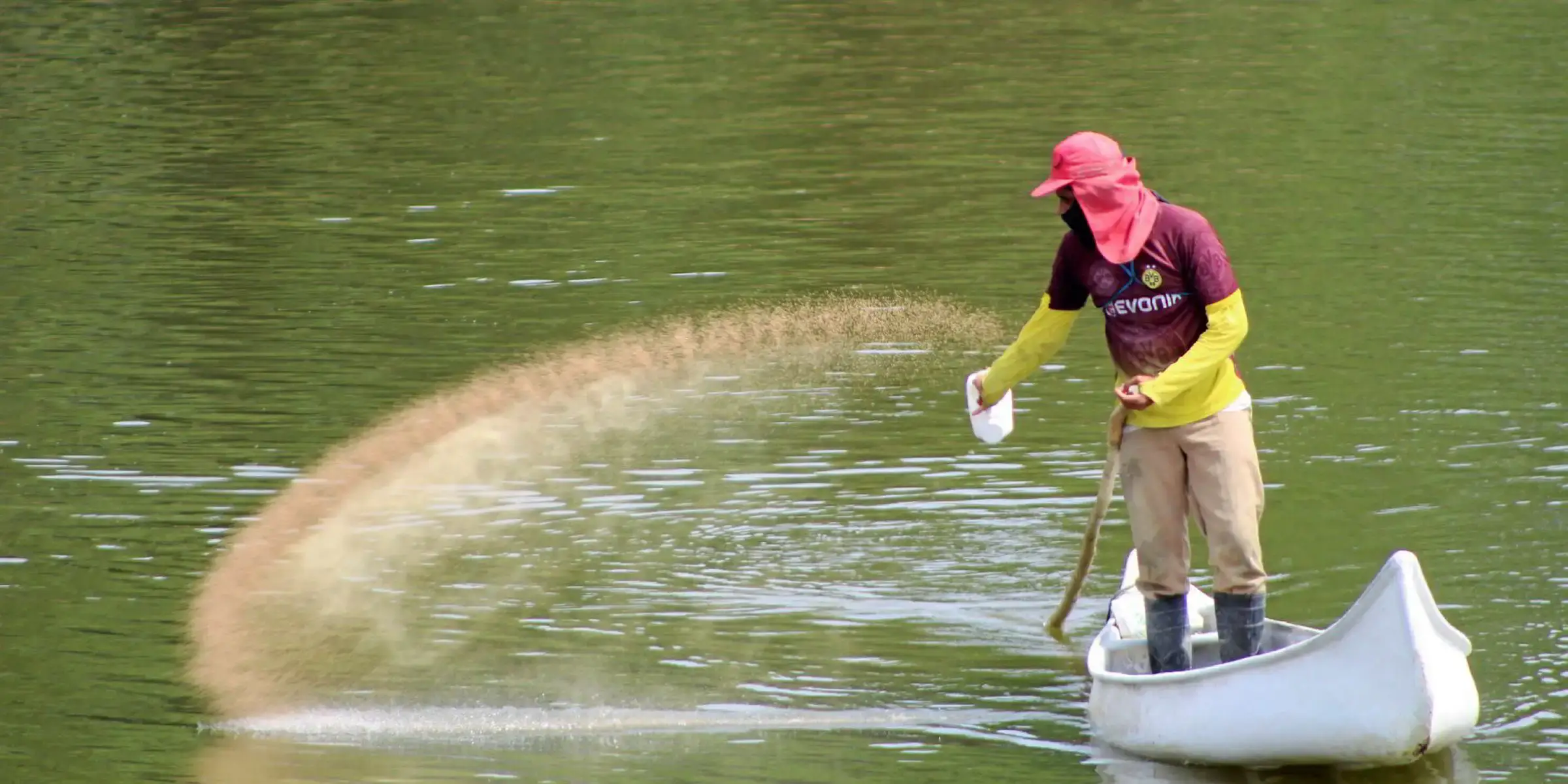 Aquaculture farmer manually feeding a shrimp pond from a canoe.
