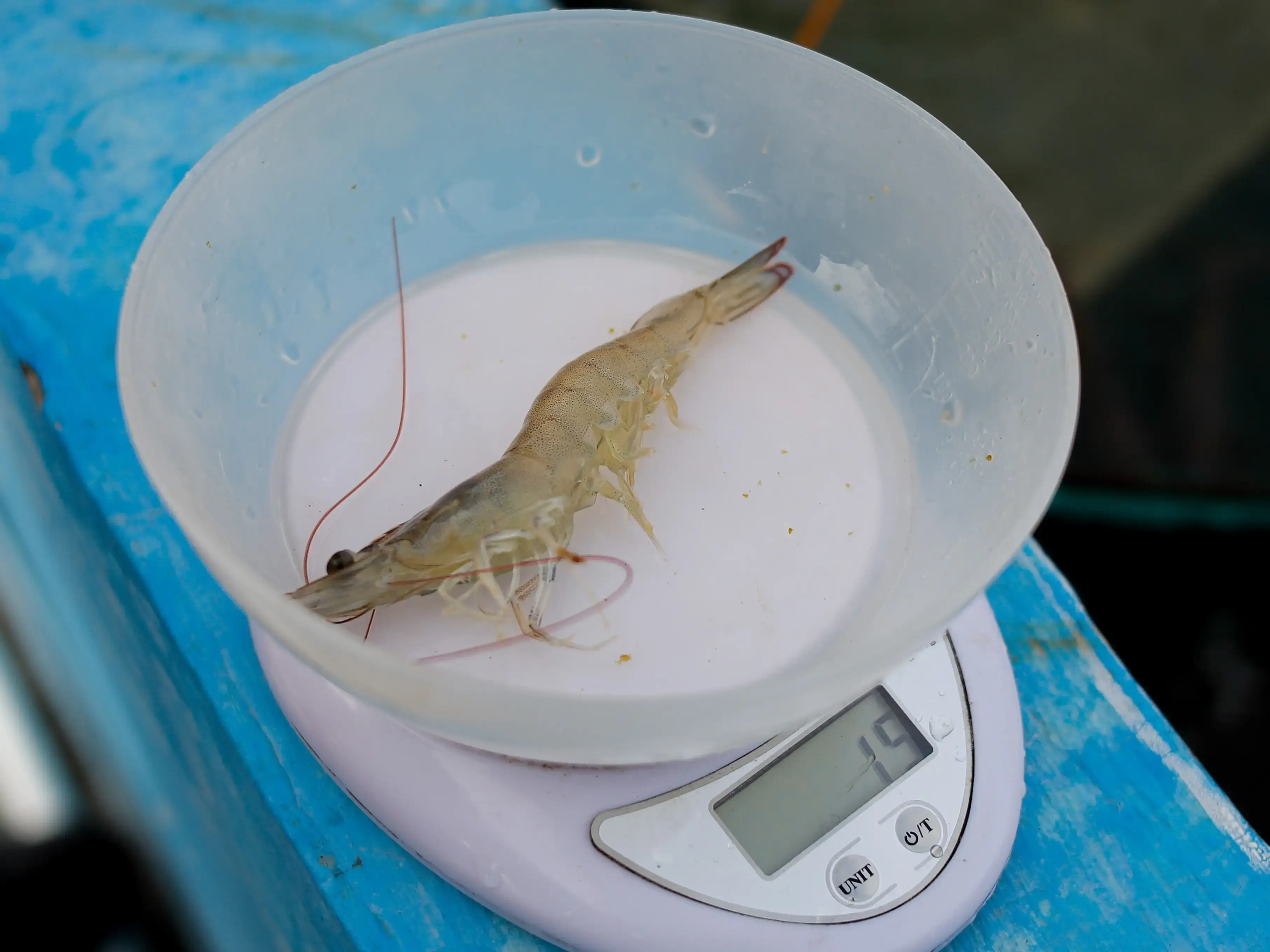 White-leg shrimp placed in a plastic bowl on a digital scale for weight measurement during aquaculture health welfare assessment.