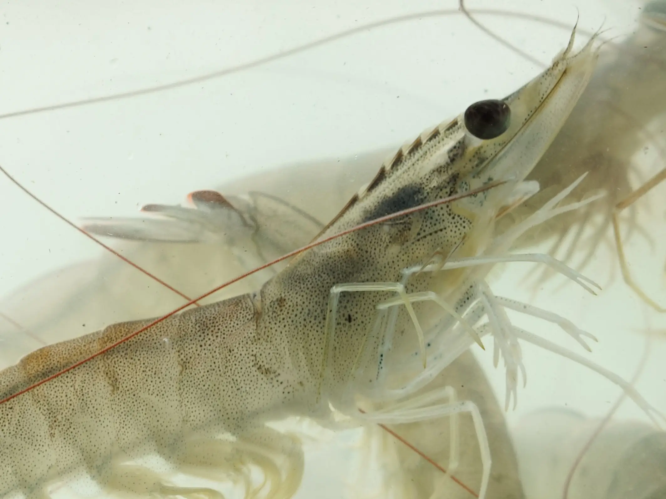 Close-up image of a white-leg shrimp (Penaeus vannamei) in clear water, showing detailed body structure and antennae for farmed shrimp welfare context.
