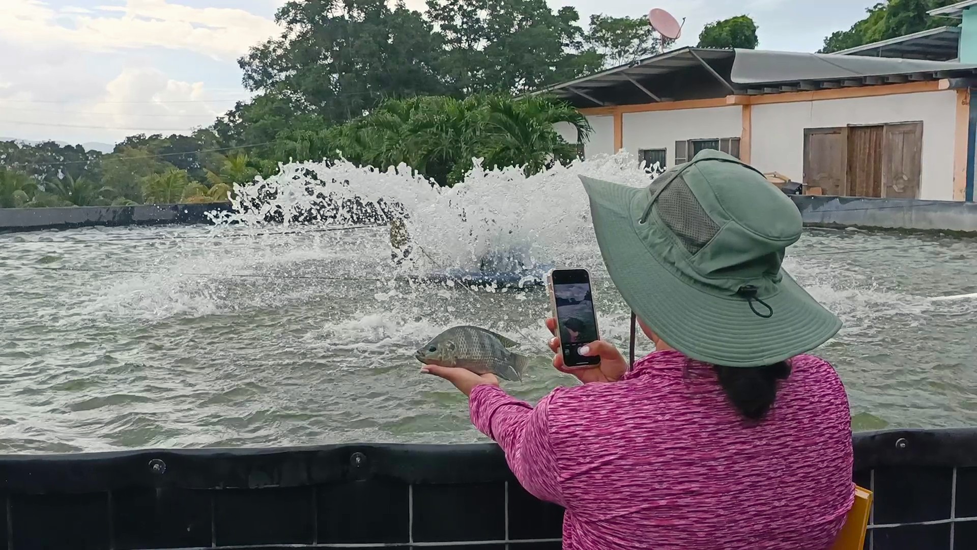 Veterinary wearing a large green sun hat and a pink long-sleeve shirt is standing near the edge of a circular outdoor tilapia pond taking a picture of a tilapia. The vet is holding a fish in one hand and a smartphone in the other, seemingly taking a photo of the tilapia using the Tilapia Welfare App as an example of health assessment. In the background, water is splashing vigorously, from an aerator, and there are trees and a building with a white wall and wooden doors visible. The setting is a tilapia farm in Honduras.